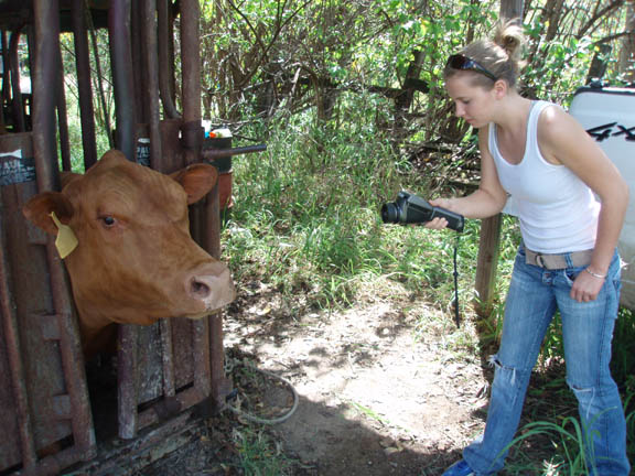 Student taking thermal image of cow muzzle